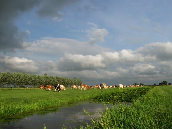 Actieplan nitraat desastreus voor melkveehouders